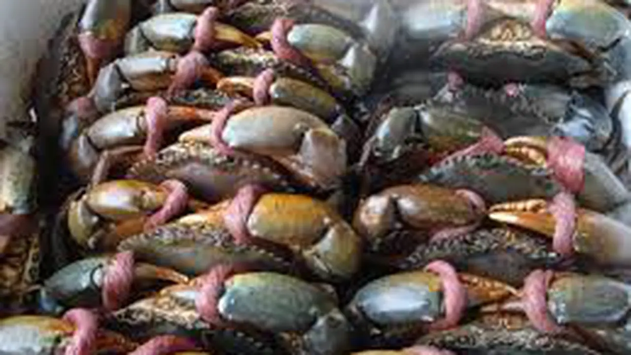 Menteri Susi Imbau Stop Makan Kepiting Bertelur