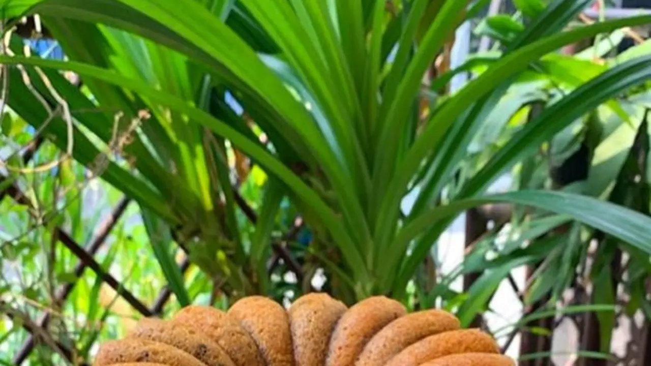 Perjuangan Angelina Trial & Error Ciptakan Menu Baru, Sekarang Mau Ngemil Apa Saja Ada di the good bun