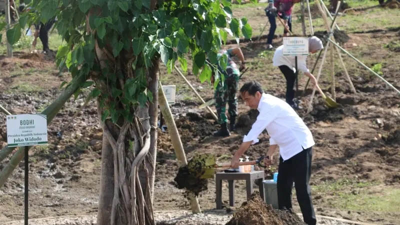 Tanam Cendana di NTT, Jokowi: Tanaman Endemik Harus Dilindungi