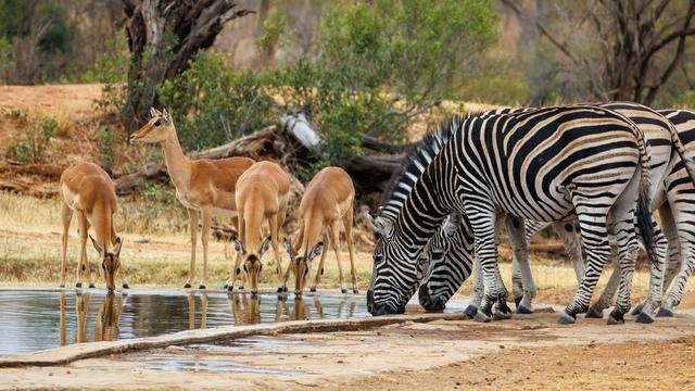Kruger National Park, South Africa