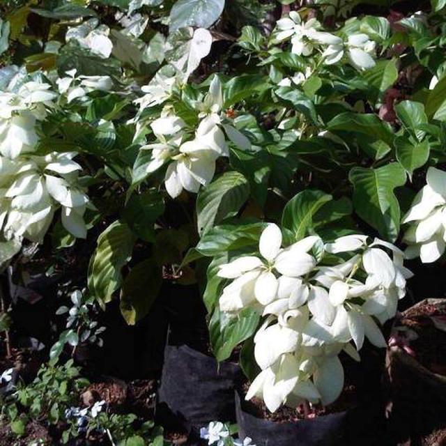 Daftar Harga Bibit Bunga Nusa Indah Bulan Maret 2021 Terbaru