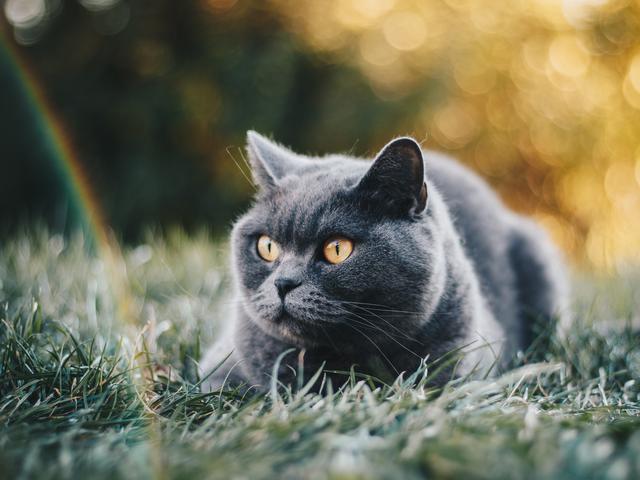 Lucu 10 Gambar Kucing Sebelum Mandi Vs Setelah Mandi Dunia Fauna Hewan Binatang Tumbuhan Hewan Kucing Binatang