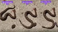 Viral kepala ular putus masih bisa menggigit (Sumber: Twitter/OTerrifying)