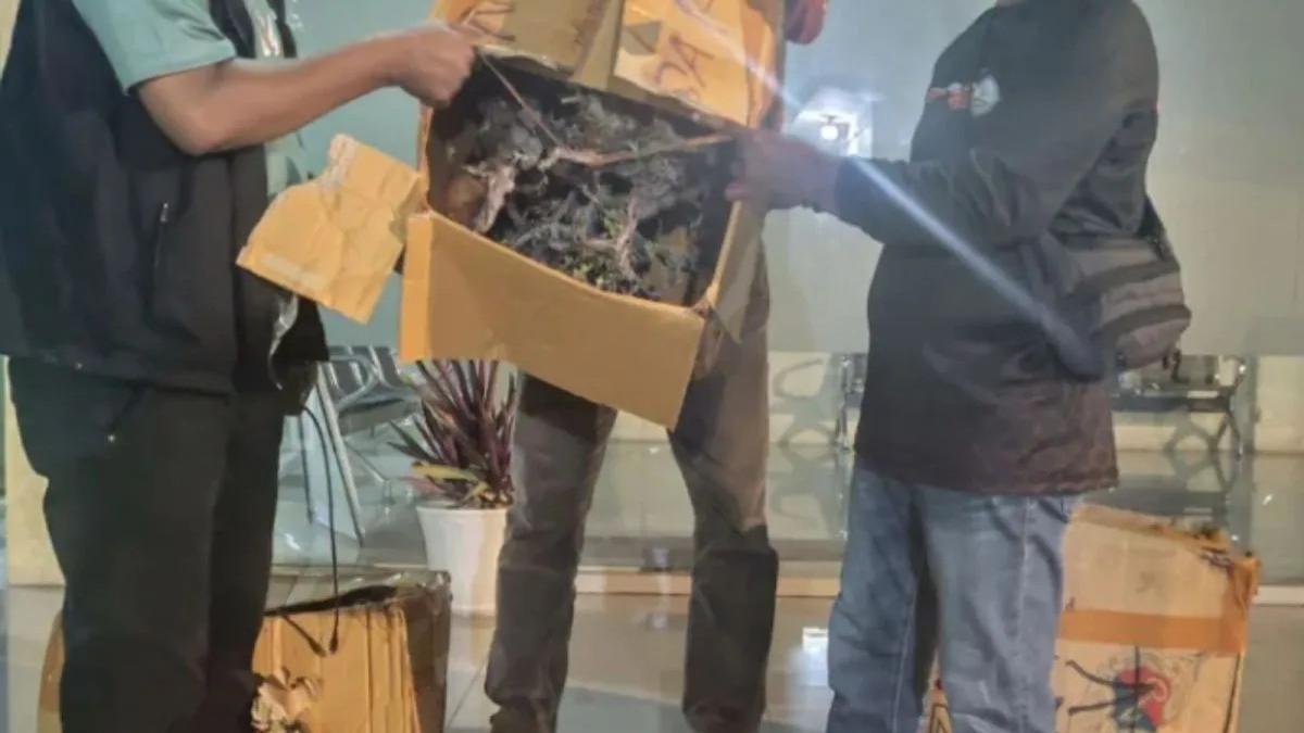 BKSDA Maluku Gagalkan Pengiriman Ilegal 35 Tumbuhan Sanigi di Ambon