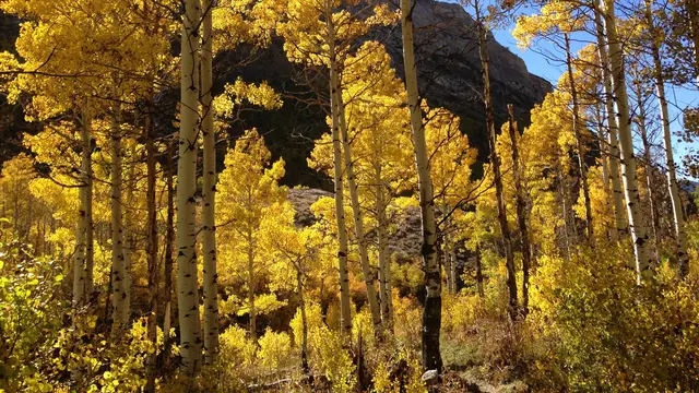 Populus tremuloides (wikimedia commons)