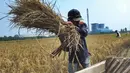 Petani memisahkan bulir padi dari tangkainya saat panen di sawah yang terletak di belakang PLTU Labuan, Pandeglang, Banten, Minggu (4/8/2019). Musim kemarau menyebabkan harga gabah di tingkat petani mengalami kenaikan dari Rp 3.600 menjdi Rp 4.300 per kilogram. (merdeka.com/Arie Basuki)