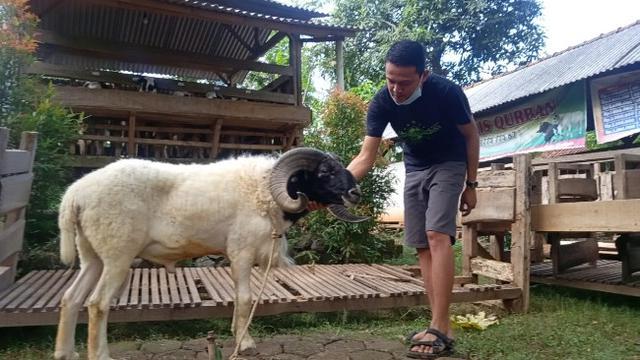 Cerita Pemuda Cirebon Bangun Usaha Kampung Domba