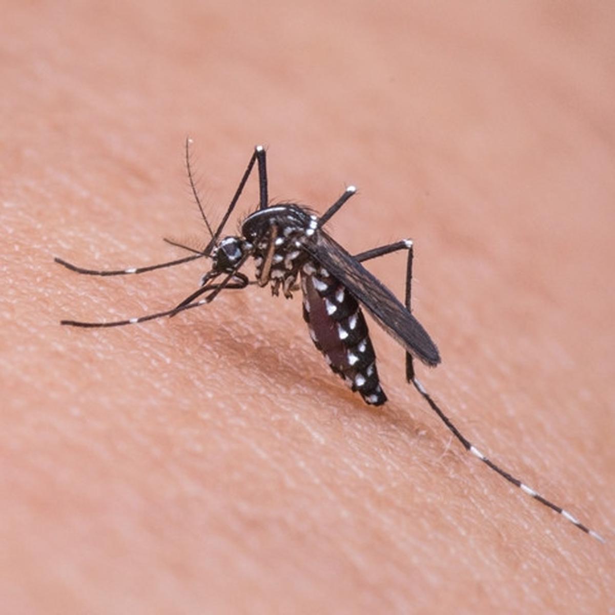 Cara menghilangkan bekas gigitan nyamuk pada bayi yang menghitam