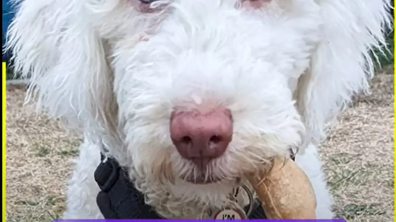 Rafa, anjing Tuli yang bisa bahasa isyarat