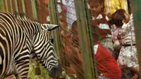 Pengunjung anak-anak melihat zebra di Kebun Binatang Ragunan, Jakarta. Kebun Binatang Ragunan Jakarta, dipenuhi pengunjung yang mengisi waktu liburan Lebarannya. (Antara)