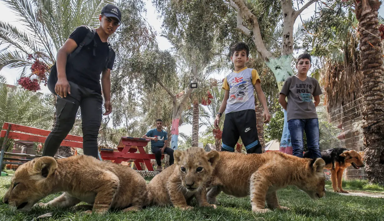 Sejumlah pengunjung bermain dengan tiga bayi singa yang baru lahir di sebuah kebun binatang di Rafah, Jalur Gaza (8/9/2019). Kehadiran tiga bayi singa ini menambah koleksi satwa sebuah kebun binatang tersebut. (AFP Photo/Said Khatib)