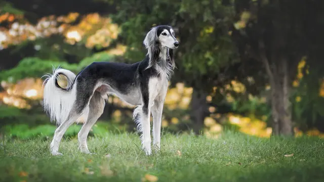 Saluki
