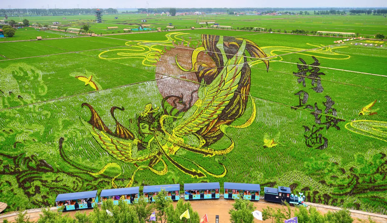Petani-petani di sini menanam padi dengan bibit padi yang bisa berwarna saat tumbuh, sehingga ketika sudah waktunya panen, sawah mereka akan sangat terlihat cantik. (STR / AFP)