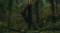 Ilustrasi tangga di hutan (pexels)