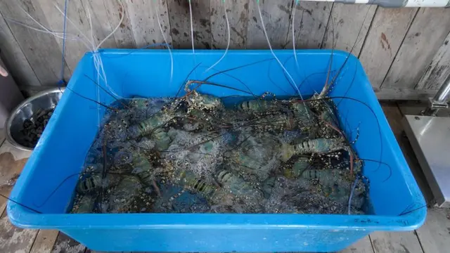 Pemerintah Indonesia melalui Kementerian Kelautan dan Perikanan (KKP) memperkuat kerja sama perikanan dengan Vietnam. Kerja sama ini dinilai membawa prospek cerah pada pengembangan budidaya lobster.