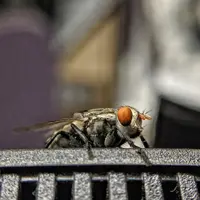 ilustrasi lalat/https://unsplash.com/sandhiya