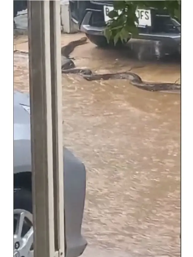 Viral Ular Piton Raksasa Merayap di Depan Rumah Warga saat Hujan, Bikin Ngeri