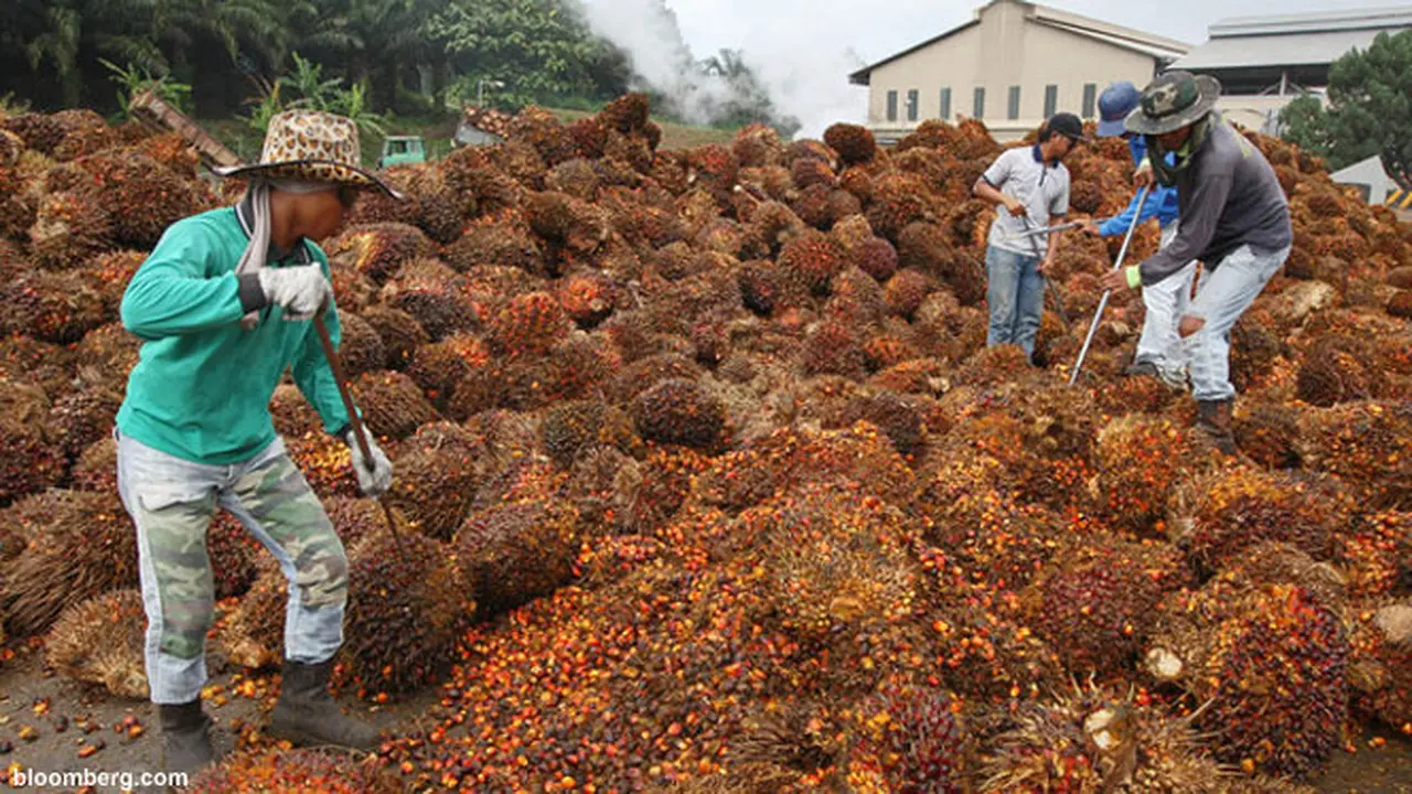 kelapa-sawit140120b.jpg