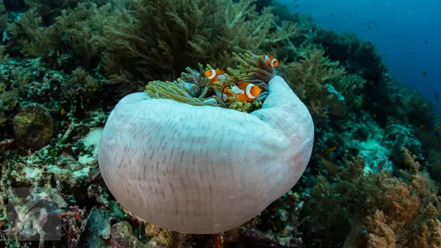 Raja Ampat Papua