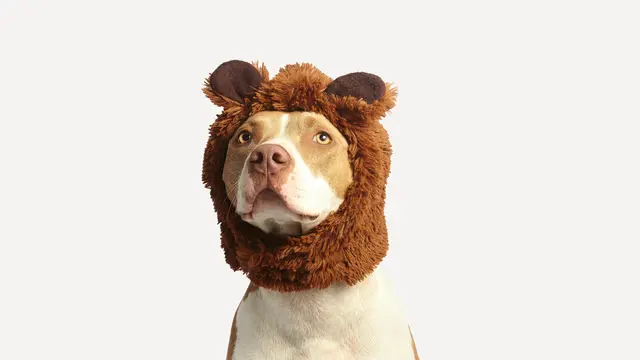 Hewan Peliharaan Lucu