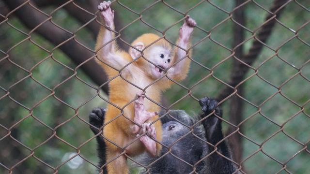 Imutnya Remon Bayi Lutung Penghuni Terbaru Kebun Binatang Bandung Regional Liputan6 Com