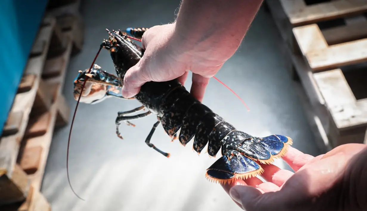 <p>Menyoal distribusi lobster biru, mereka banyak tersebar di seluruh penjuru Benua Australia. Namun mereka lebih menyukai perairan-perairan yang ada di negara bagian Victoria dan New Wales. (Lou BENOIST/AFP)</p>