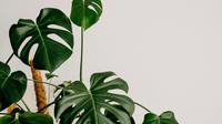 Tanaman Monstera. (dok. Unsplash/Annie Spratt)