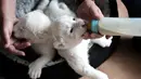 Bayi singa putih yang baru lahir minum susu dengan botol di pusat perawatan singa/harimau "Caresse de tigre", di La Mailleraye-sur-Seine, Prancis pada 11 Agustus 2019. Dua anak singa putih, bernama Nala dan Simba tersebut lahir pada akhir Juli 2019. (LOU BENOIST/AFP)