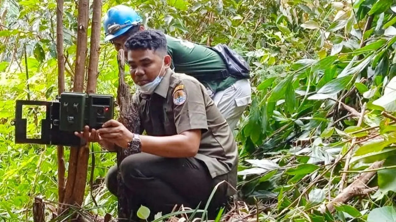 Personel BBKSDA Riau memasang kamera pengintai di lokasi konflik harimau sumatra dengan manusia.