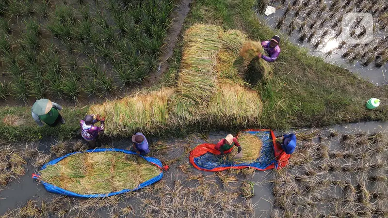 FOTO: Intensitas Hujan Tinggi, Hasil Panen Padi Marunda Tidak Maksimal