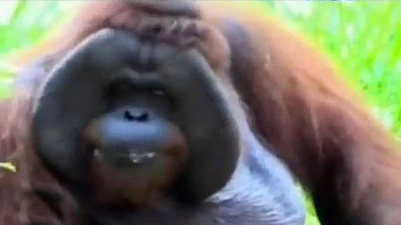 (lip6siang) HUT ORANGUTAN
