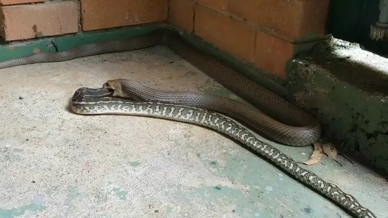 Ular vs ular
