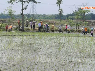 [FOTO] Jokowi Bercengkerama dengan Petani di Pematang Sawah