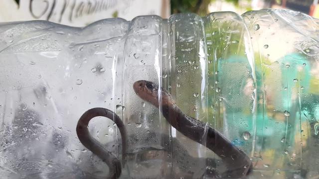 15 Anak Ular Kobra Kembali Ditemukan di Perumahan Citayam