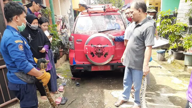 Ular sanca berukuran besar sembunyi di sela tembok rumah warga