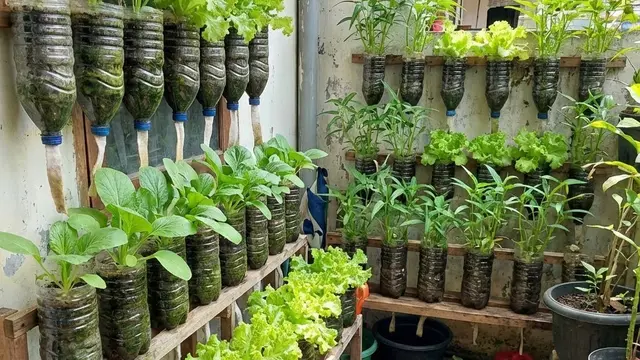 Model Kebun Sayur Rumah Urban Farming