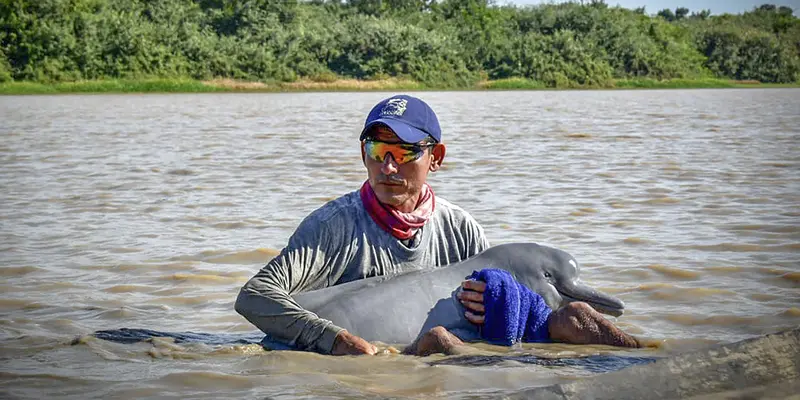 Dua lumba-lumba merah muda yang terancam punah diselamatkan dari sungai Kolombia