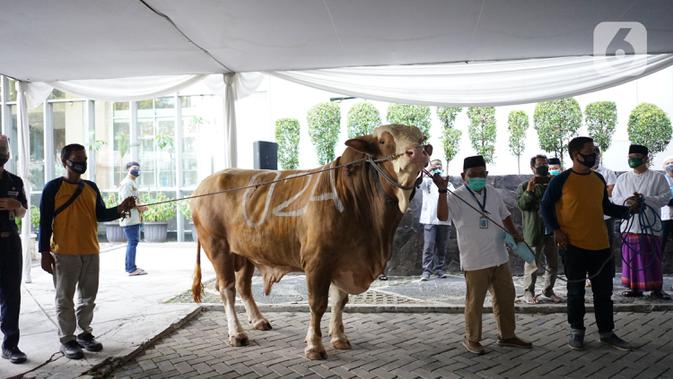 Sejumlah orang membawa sapi kurban sumbangan Gubernur DKI Jakarta Anies Baswedan di Balai Kota, Jakarta, Jumat (31/7/2020). Pada Hari Raya Idul Adha tahun ini, Anies menyumbangkan sapi kurban jenis limosin seberat 1,3 ton. (Liputan6.com/Immanuel Antonius)