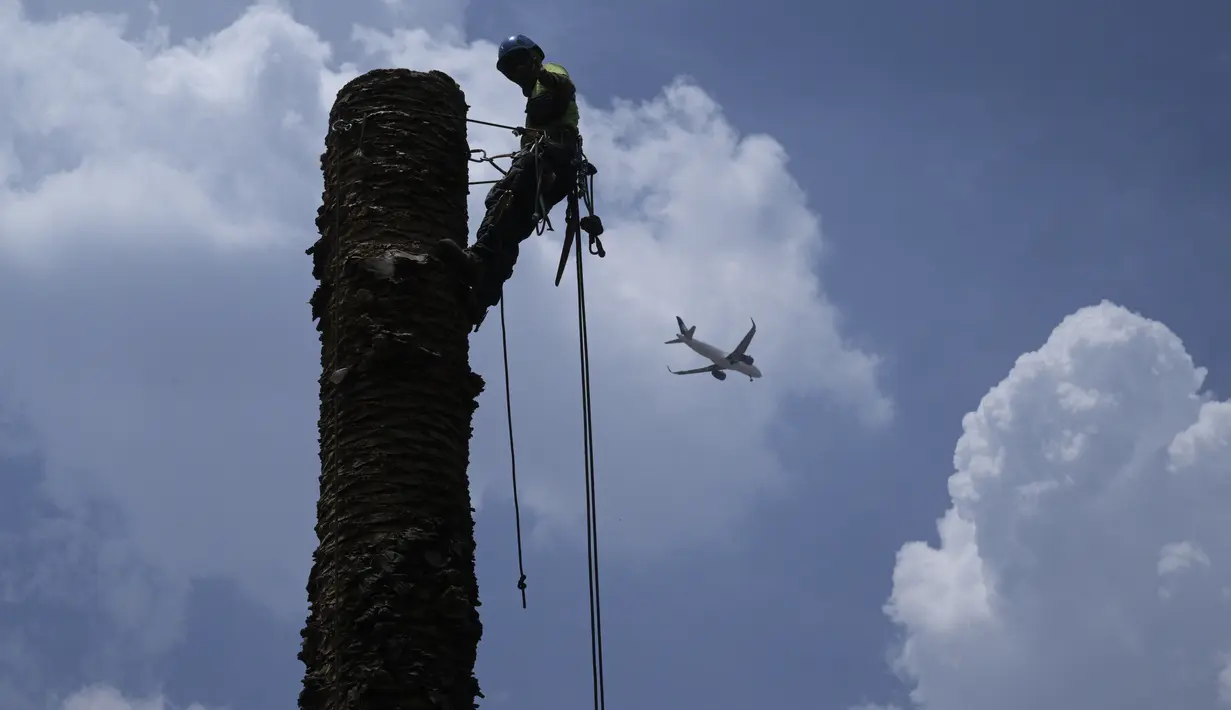 Perubahan iklim dan penyakit mematikan yang disebarkan oleh serangga telah memaksa pihak berwenang di Mexico City untuk menebang pohon-pohon palem yang dicintai penduduk sebagai lambang ibu kota. (RODRIGO ARANGUA / AFP)