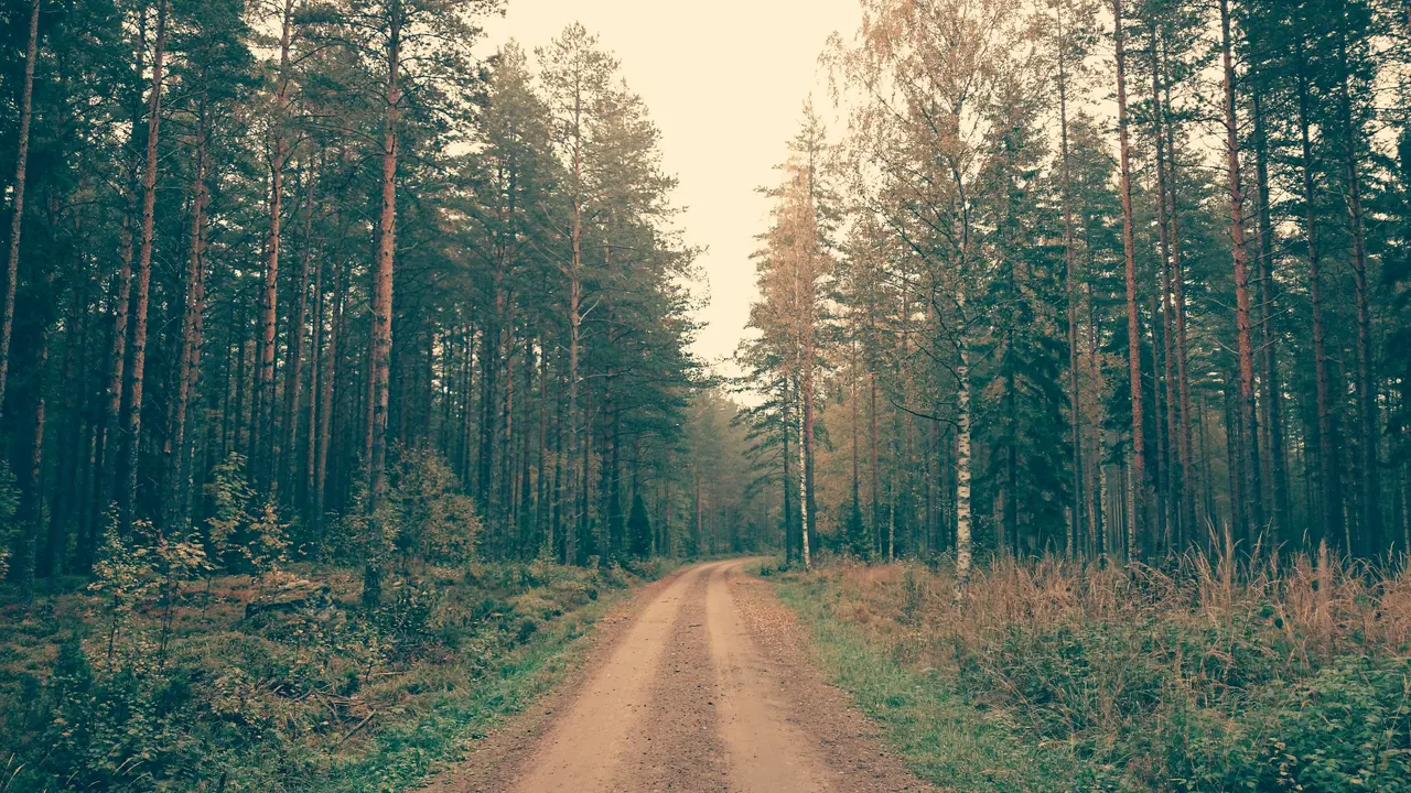 Hutan Pinus