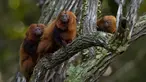 Sekelompok golden lion tamarin terlihat di pohon selama tur observasi di properti mitra pribadi taman ekologi golden lion tamarin, di kawasan Hutan Atlantik Silva Jardim, negara bagian Rio de Janeiro, Brasil, Kamis (16/6/2022). Taman ini merupakan bagian dari upaya asosiasi tamarin singa emas untuk konservasi spesies yang terancam punah. (AP Photo/Bruna Prado)