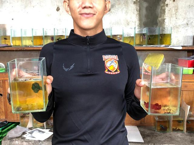 Bek Borneo Fc Rintis Usaha Budidaya Ikan Cupang Di Jambi