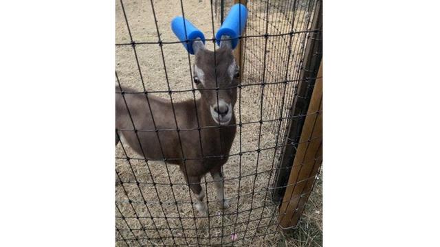 6 Potret Aksesoris Untuk Tanduk Kambing Ini Unik Banget