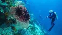 Raja Ampat, yang terletak di Provinsi Papua Barat Daya, juga dikenal sebagai salah satu dari 10 tempat menyelam terbaik yang dimiliki dunia. Tampak dalam foto, para penyelam scuba mengamati terumbu karang, yang dikenal sebagai gorgonian, di lokasi penyelaman Gorgonian Wall di Misool, Raja Ampat, Papua Barat Daya, Selasa, 3 Maret 2026. (AP Photo/Claudia Rosel)