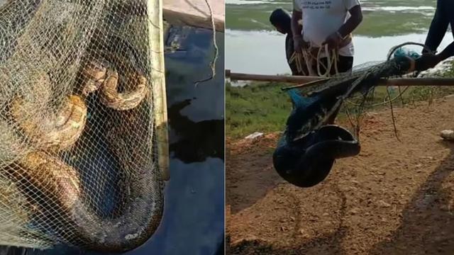 Detik-Detik Piton 12 Kaki Diselamatkan dari Jaring Nelayan, Kembali ke Alam Liar