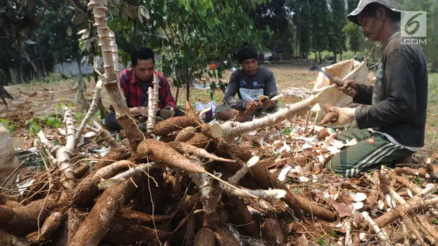 Kemendag Ajak Menko Airlangga Bahas Usulan Pembatasan Impor Singkong