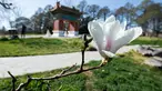 Bunga magnolia terlihat di Beijing Garden di dekat Danau Burley Griffin, Canberra, Australia (7/9/2020). Canberra, ibu kota Australia, memasuki musim semi pada September. (Xinhua/Chu Chen)