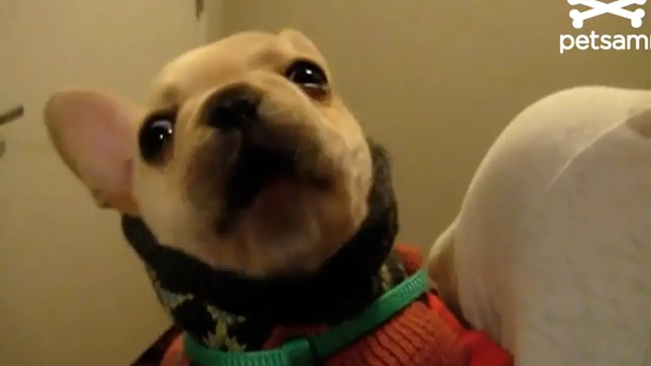 Anjing kecil ini mengucapkan 'I Love You'. (YouTube)