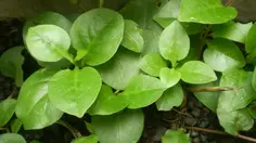 Manfaat Daun Binahong untuk Kesehatan Kulit