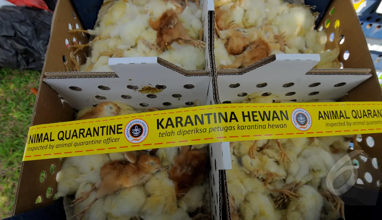 Setelah diperiksa oleh petugas karantina hewan, ratusan anak ayam ini positif terkena penyakit, Tanggerang, Selasa, (10/3/2015). Pemusnahan ratusan anak ayam ini sebagai pencegahan penyebaran penyakit. (Liputan6.com/Faisal R Syam)
